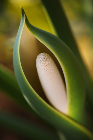 Elegant Monstera Deliciosa Fruit